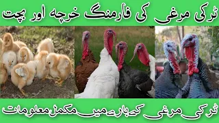Turkey Hen farming business in Pakistan || Turkey hen business, profit & loss