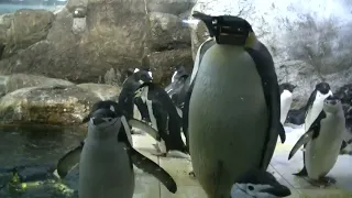 アドベンの皇帝ペンギン、ひげペンギン、アデリーペンギン♪
