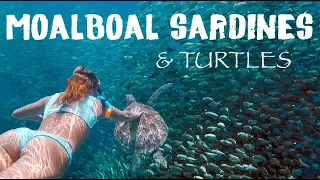 Diving with MILLIONS of Sardines in Moalboal (Cebu Philippines 2019)