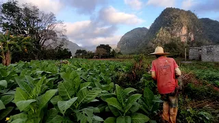 Escasez en Cuba golpea producción de habanos | AFP