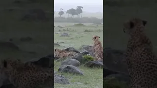 Cheetah’s In The Rain: 15 Minutes Of Enchanting ASMR