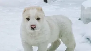 Самый бесстрашный щенок среднеазиатской овчарки (алабай). The most fearless puppy  Alabai...