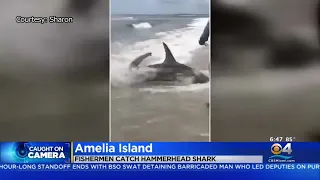 Hammerhead Shark Caught Off Amelia Island