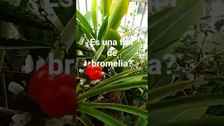 es una flor de bromelia?