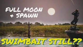 Swimbaits during a FULL MOON & SPAWN?