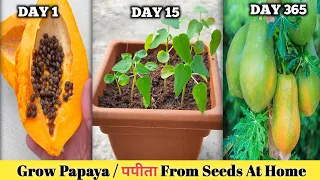 How to grow Papaya Plant from seeds At home . पपीता को कैसे उगाऐ ।