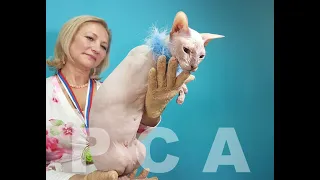 Петербургский сфинкс кошка. Участник выставки кошек PCA on-line.