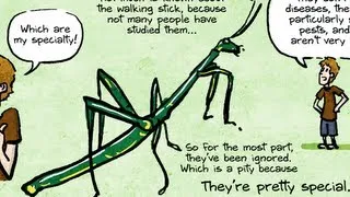 Mystery Tubes in the Stick Bug's Gut