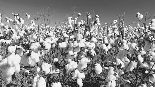 The History of Cotton | Georgia Cotton