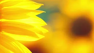 Background Nature Sunflower Field Sun Petal Wind Plant