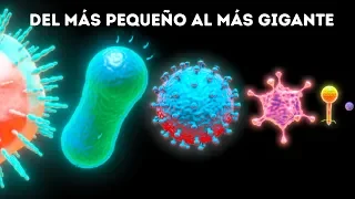 Microbios del más pequeño al más grande