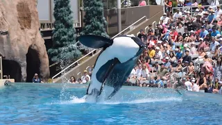 Ikaika and Corky during Orca Encounter at SeaWorld San Diego July 27, 2023