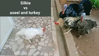 silkie rooster fighting alone with aseel and turkey ||#cockfight#rooster#aseelmurga #silkie #turkey