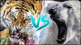 SIBERIAN TIGER VS POLAR BEAR ─ Who Would Win in a Stand-Off?