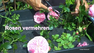 Rosen vermehren, Stecklinge, Steckholz jetzt bei der Blüte der Rosen machen im Garten