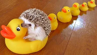 Cute and Funny Moments with 🦔 Hedgehogs Compilation : 12 Interesting Facts about Hedgehog