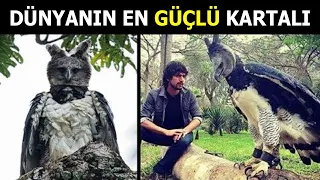 Onu Havada Görünce Kaçın !! Gezegenin En Güçlü En Büyük Kartalı