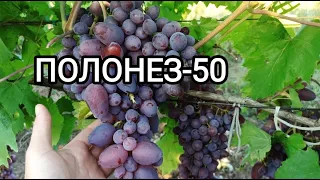 ГФ ПОЛОНЕЗ-50 Писанка О.М.