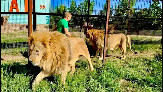 В Калининграде считают что БЕЛЫЕ ЛЬВЫ НЕ НУЖНЫ, так ли это? Олег Зубков считает по-другому!