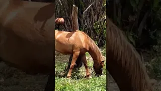 Funny Horse Scratch that Itch #shorts