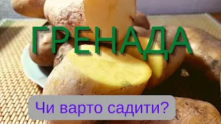 НАШ ДОСВІД ВИРОЩУВАННЯ КАРТОПЛІ ! ВІД ПОСАДКИ ДО СТОЛУ! ЧАСТИНА ДРУГА.