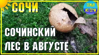 СОЧИНСКИЙ ЛЕС В АВГУСТЕ | Субтропический рай в отдельно взятом городе