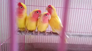 albaino birds 🕊💞💞