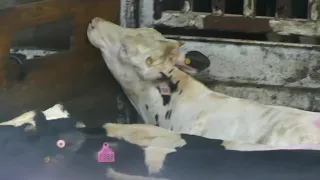 Calves Slaughtered - Undercover footage - Toronto