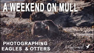 Wildlife Photography in a weekend on the Isle of Mull