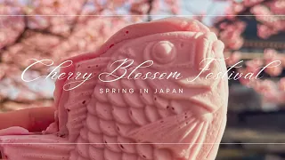 【4K】Cherry Blossom Festival in Rural Japan 🌸| THE BEST SAKURA SPOTS NEAR TOKYO