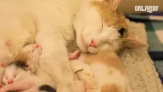 엄마 미소 ㅣ Mama Cat With Angel Kittens Spreading The Smile Virus