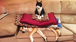 Angry   Funny Dogs & Cats That Will Make Your Day 😂 Funny Pet Videos