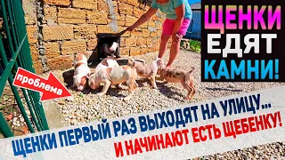 Щенки первый раз на улице и сразу едят камни!!! Проблема! Что делать?