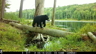 Bear Yoga Log Style