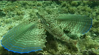 Fantastically Finicky Flying Gurnard