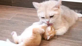 Mom cat is very happy being around her baby kitten, gently licking the naughty one.