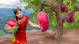 Harvesting MANGO Goes To Countryside Market Sell | Ella Daily Life