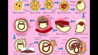 Multiple Gestation (Twins) - CRASH! Medical Review Series