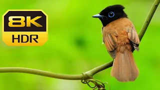 Wild Birds Special Collection 8K With Orignal Birds Sound Video Ultra HD HDR 60FPS