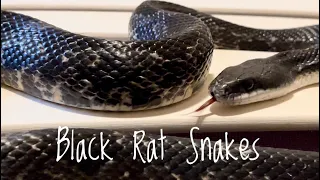 Species Spotlight - Black Rat Snakes