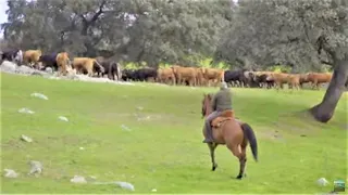 El caballo y el toro bravo, Cáceres y Sevilla