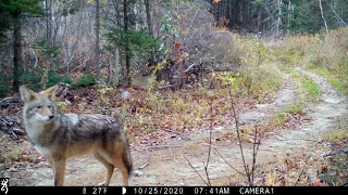 Eastern Coyote | Male | Maine Woods | Maine Wildlife Trail Video | Browning | #shorts