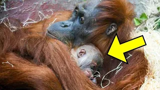 Cameras Filmed An Orangutan Giving Birth For The First Time Then She Took Her Baby To The Keepers...