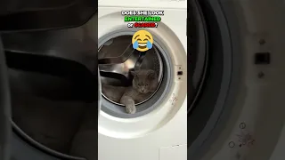 MUST SEE!! CAT COING INTO WASHING MACHINE 🤣🤣