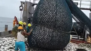 Big Catch in The Sea..You Won't Believe That How Many Fish, Awesome Fish Processing Machine