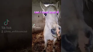 y #adorable #cute #cutehorse #amazing #horse #whitehorse #lovely #horses #love #viral #short #fyp