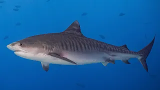 Tiger sharks, Fuvahmulah, Maldives