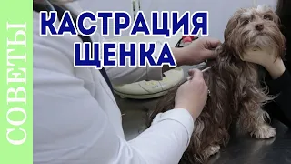 Кастрация собак. Для чего кастрировать щенка