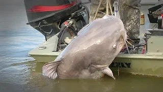 Could This Be The World Record Catfish ?