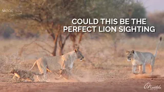 Could This Be The Best Lion Sighting... | Marataba Luxury Lodges | South Africa | #safari #wildlife